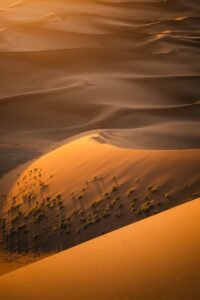 Golden sunlight bathes the vast desert sand dunes.
